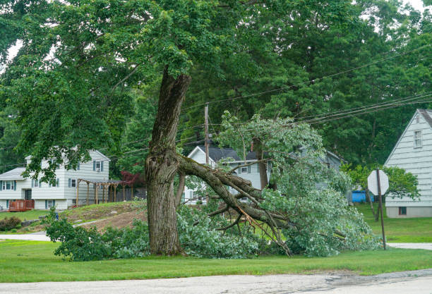 Best Tree Removal Near Me  in Hobe Sound, FL